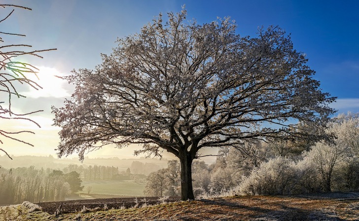 Arbre remarquable Serville